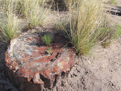 Painted Desert and Petrified Forest 142