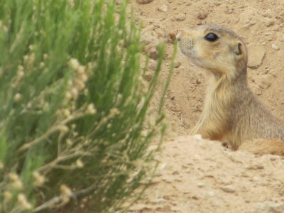 Prairie Dogs and Such 022