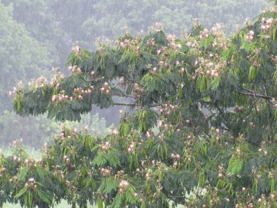 mimos in the rain 002