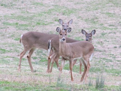 Deer in Percy Warner Park in Nashville, Tennessee