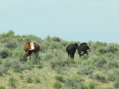 Cattle at Chaco Canyon