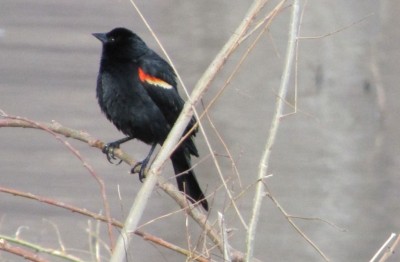 Red Wing Blackbird at Lake Pepin, Wisconsin