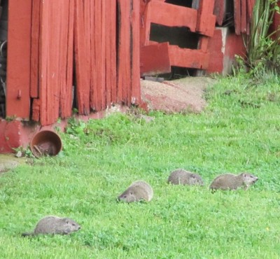Groundhogs in Our Yard This Spring