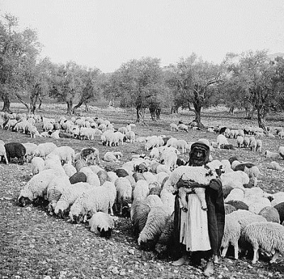 sheep shepherd israel 1900-1920 library of congress