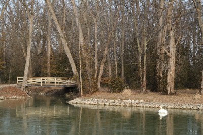 New Year Morning swan water bridge 042