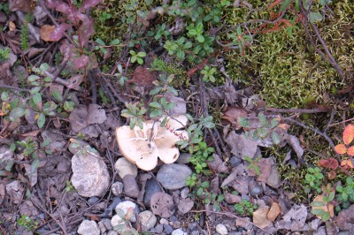 Denali Mushrooms 3