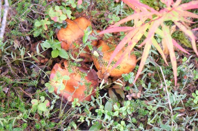 Denali Mushrooms 2