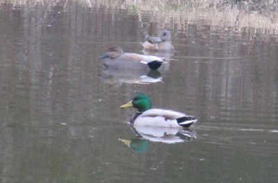 Ducks on our Pond
