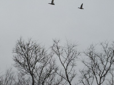 Mockingbird, ducks and Monte 008