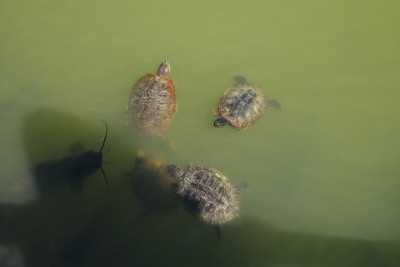Turtles and a Catfish Swim in a Lake at the Park