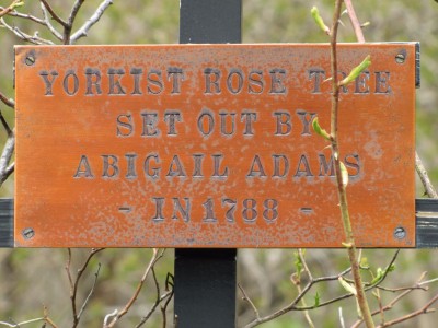 Yorkist Rose Tree Set Out by Abigail Adams in 1788
