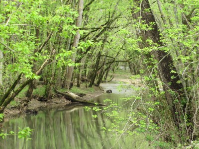 A Peaceful Scene on Long Branch