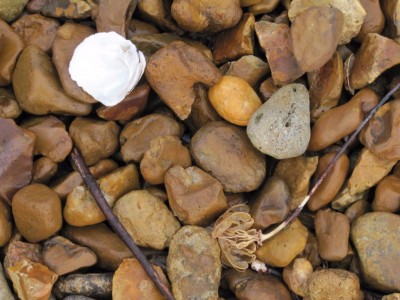 A Stick, Some Stones, and a Bright, White Shell