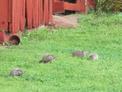 I thought they were cute when I first saw them in front of the barn a few years ago. Well . . . I still think they are cute, but I'm not ready to open a groundhog b
