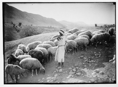 A shepherd plays a pipe while caring for his sheep in the Jordan Valley, c. 1920s.