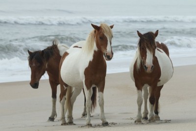 Wild Horses from Nearby Assateague Island, Shutterstock Image