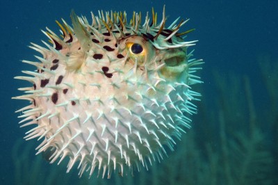Puffer Fish, Shutterstock Image by Beth Swanson