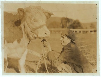 Boy with his prize Hereford heifer, 1921