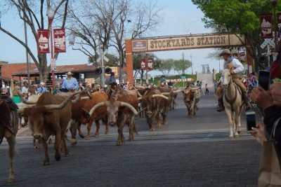 The Four O'Clock Cattle Drive