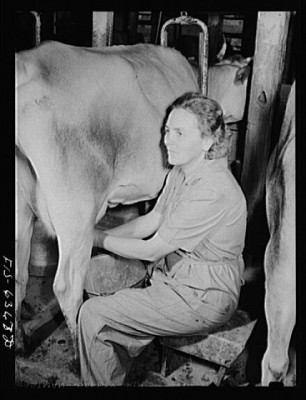 milking 1942 loc