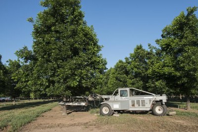 A tree-shaking machine grabs one of Pecan Shed Farms' 25,000 trees in its vast orchard in  Charlie, Texas. Photo courtesy: The Lyda Hill Texas Collection of Photographs in Carol M. Highsmith's America Project, Library of Congress, Prints and Photographs Division.