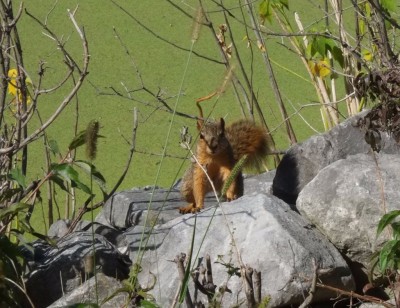 Squirrel on the Rocks by the Side of the Marsh