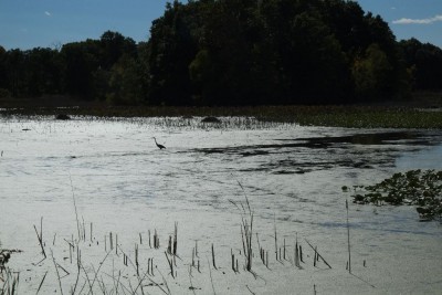 Grey Heron in the Marsh