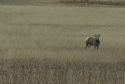Badlands Bighorn Sheep