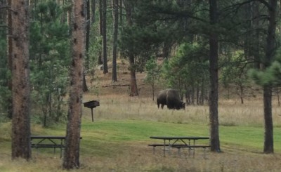 buffalo-picnic