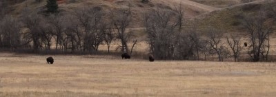 buffalo-roam