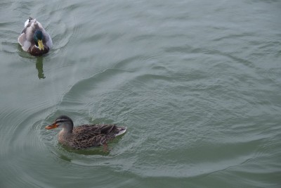 Ducks in Capitol Lake