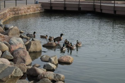 Ducks in Capitol Lake