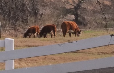 Hereford cattle on the LBJ Ranch.