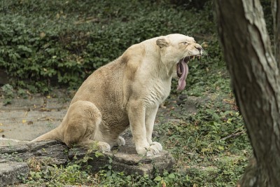 White Lioness, Cincinnati Zoo. Photo Credit: Photographs in the Carol M. Highsmith Archive, Library of Congress, Prints and Photographs Division.