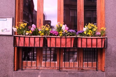Flower Boxes in Little Italy