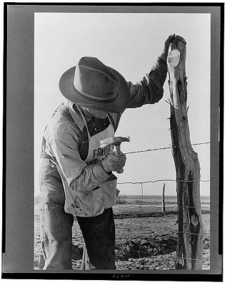 Putting up barbed wire fence on the Milton farm at El Indio, Texas, 1939. Courtesy Library of Congress.