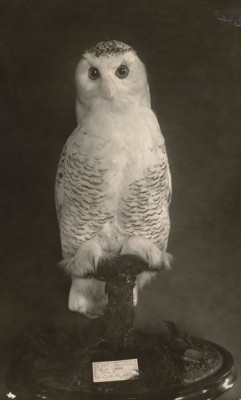 1874ish roosevelt's snowy owl - Harvard College Library