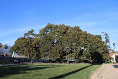 Moreton Fig Tree, Santa Barbara, California