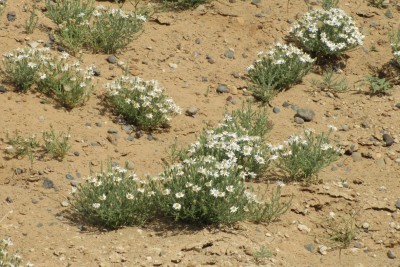 Little History Desert Flowers 4
