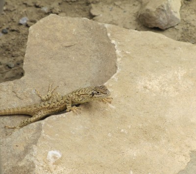 Little History Desert Lizard