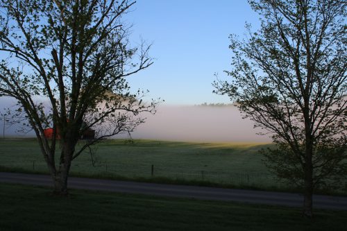 A Foggy Spring Morning